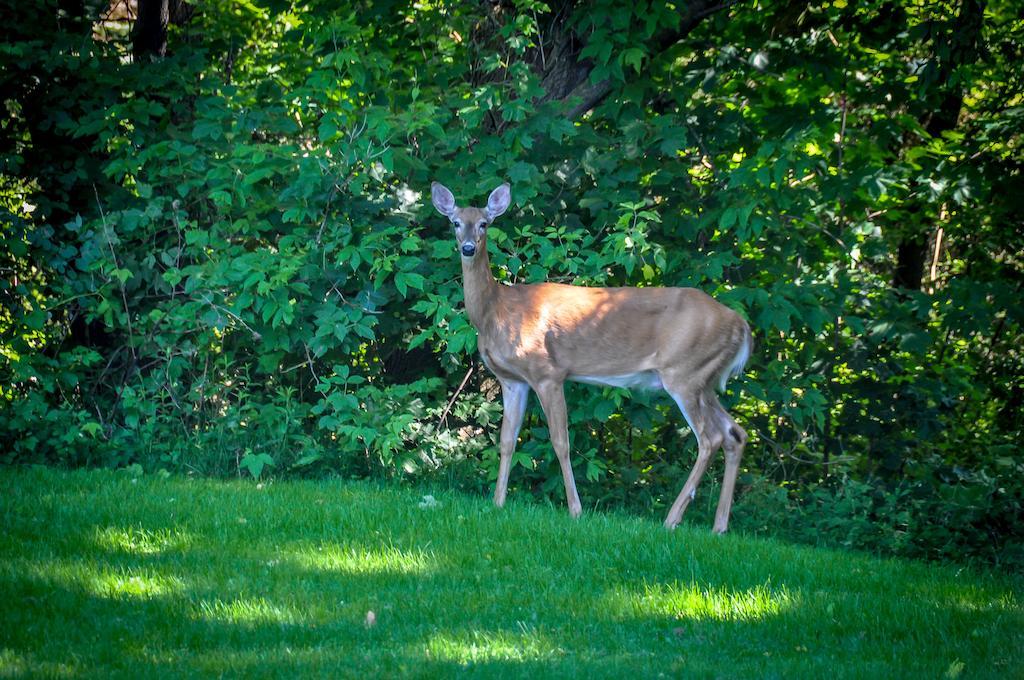 La Villa Rivermead Gatineau Dış mekan fotoğraf