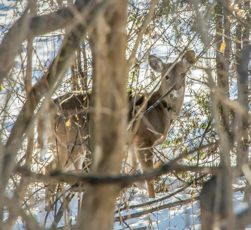 La Villa Rivermead Gatineau Dış mekan fotoğraf